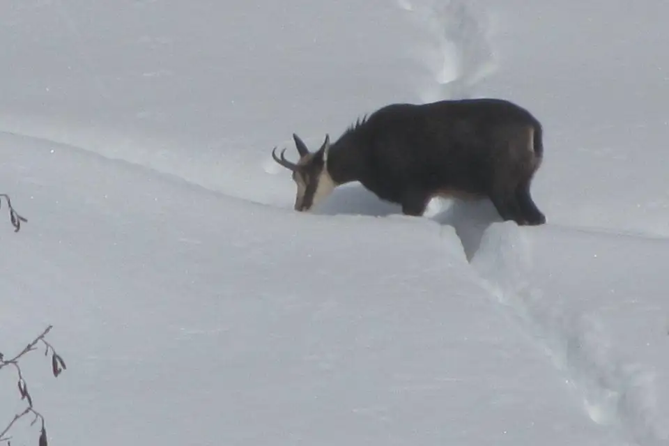 Ein Gämse im Schnee