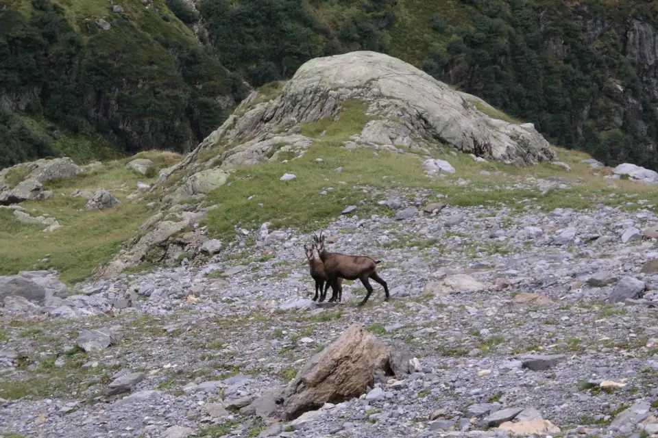 Gämse in einer Alpenlandschaft