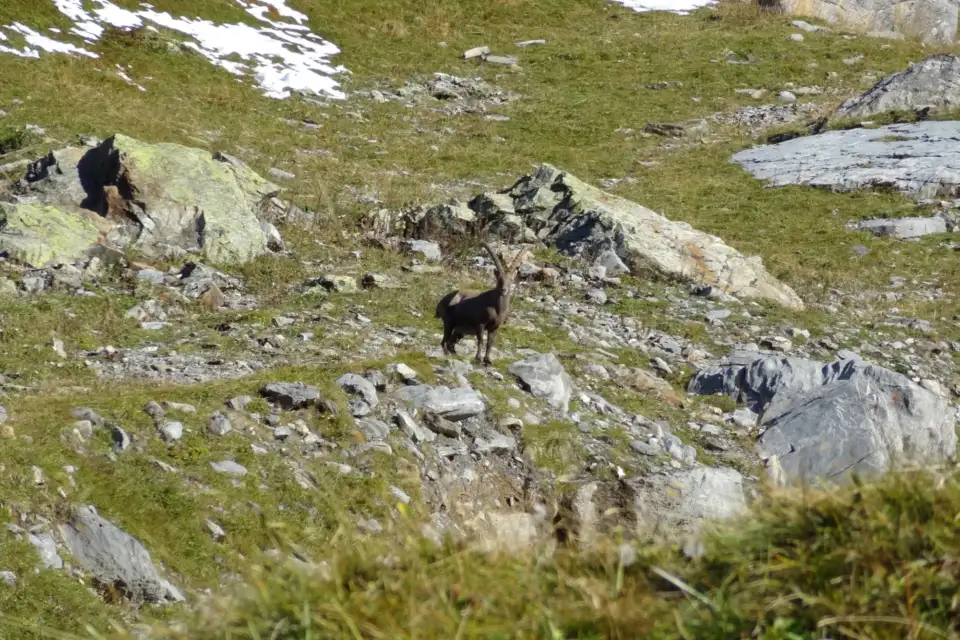 Ein Steinbock in einer Alpenlandschaft